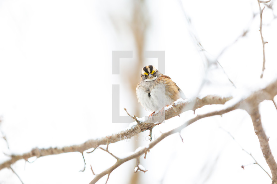 White-throated sparrow on branch in winter