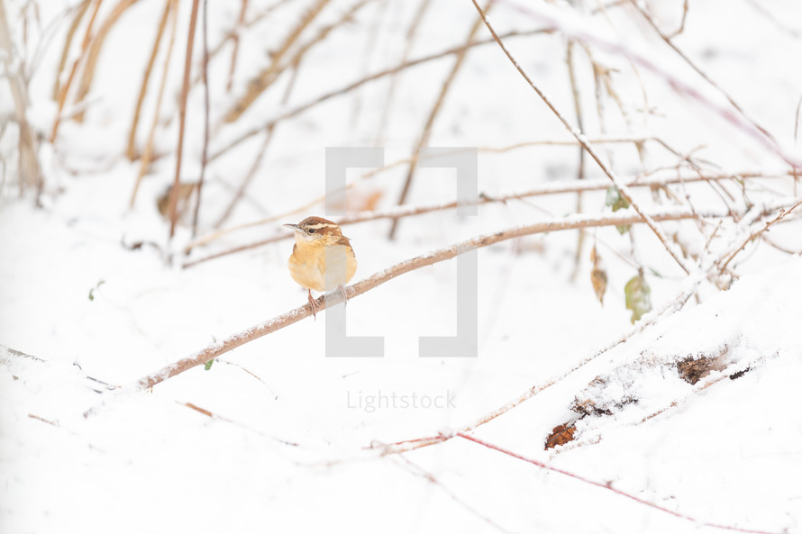 House wren on branches in snow