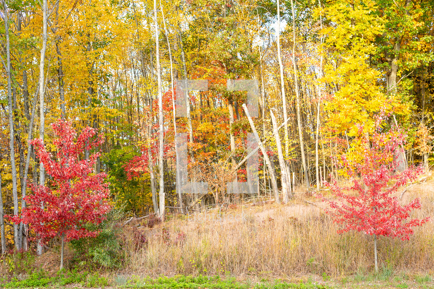 Autumn colors with birch trees