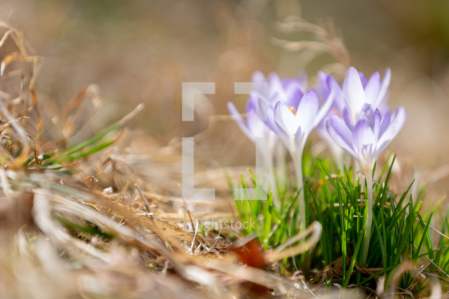 Beautiful radiant spring crocus flowers