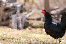 free range black chicken in yard