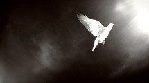 Dove of hope. Black and white.