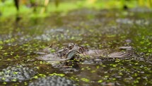 A Frog Croaking on Top of Another Frog in a Pond, Ireland