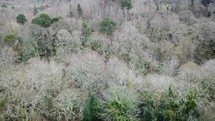 Aerial Pan Over Bare Knocksink Wood, Enniskerry in the Winter