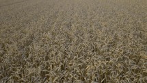 Drone flies low over a wheat field, showing the detailed texture of the crops