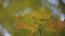 Maple Leaves In Autumn