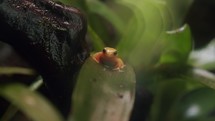 Madagascar endemic frog Golden mantella