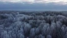 Winter Aerial Serenity: Drone Flight Over Snow-Covered Treetops