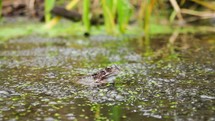 A Frog Blinking in a Pond with Frog's Spawn, Enniskerry, County Wicklow
