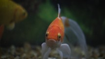 Tracking Orange and White Goldfish in the Water