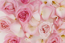 pink roses petals 