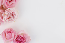 border of pink roses on a white background 