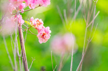 pink flowers and branches 