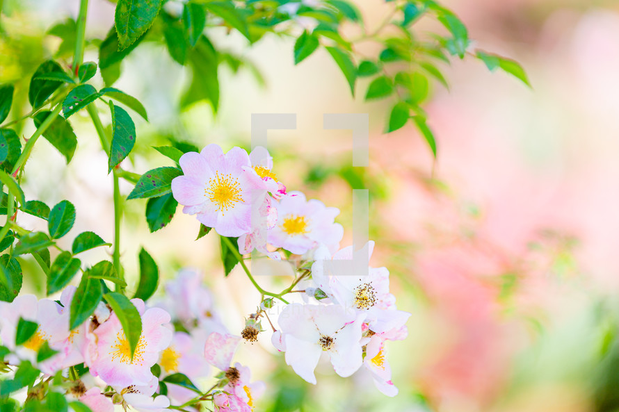 Beautiful spring background with flowers