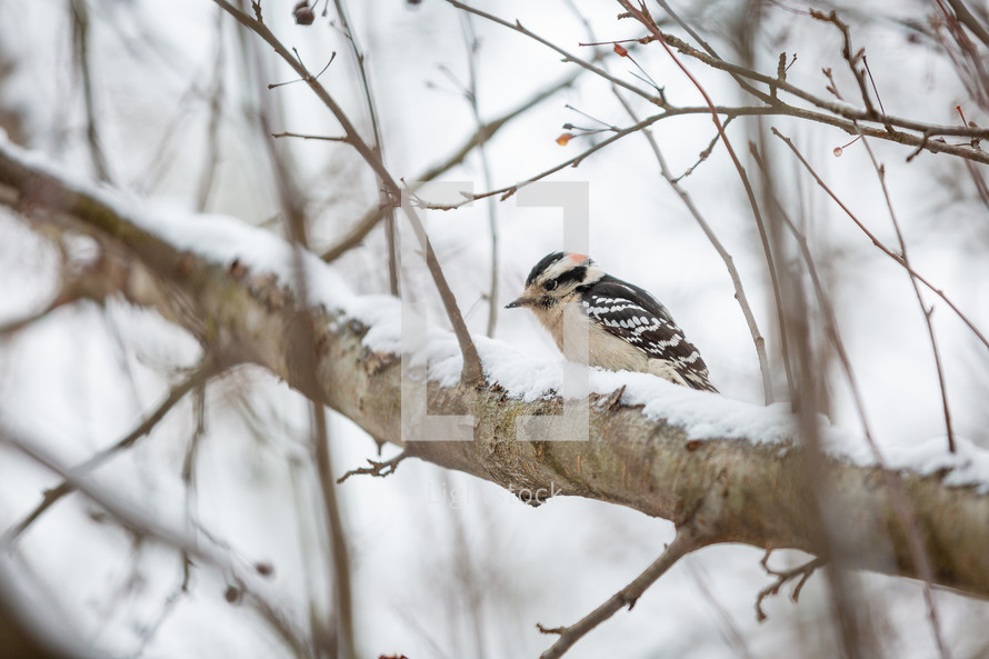 Downy woodpecker on snowy tree branch