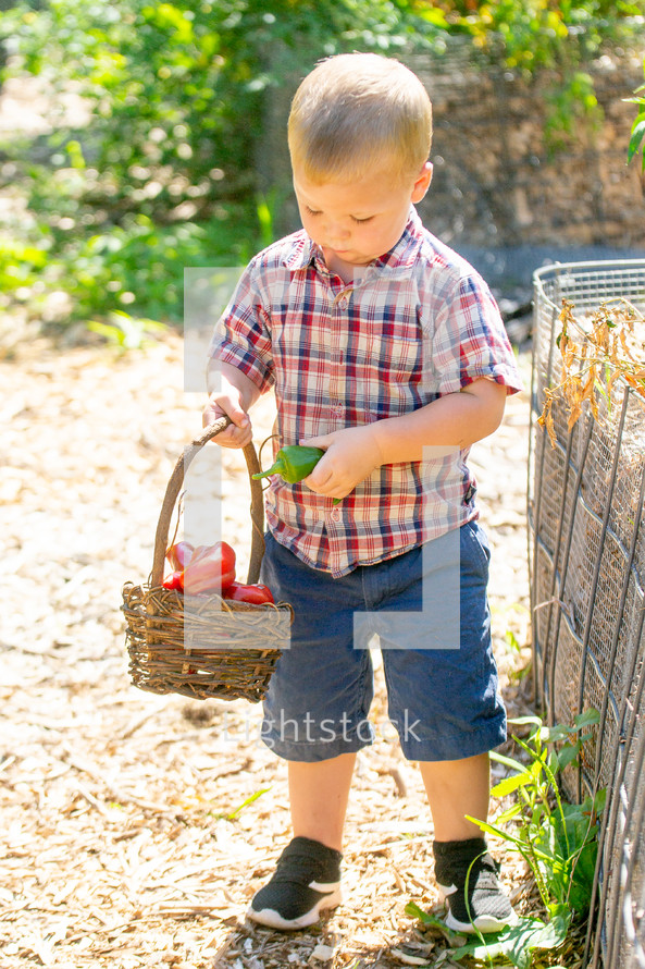 a toddler boy picking vegetables from the garden 