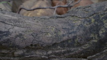 Close up dolly shot of a fallen tree, river rocks, and leaves.