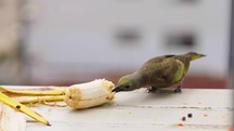 Beautiful Palm Tanager (Thraupis palmarum) bird eating banana fruit on urban environment
