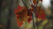 Red Oak Leaves In Autumn