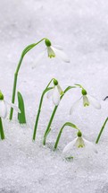 Vertical video of White Snowdrop flowers Galanthus bloom and snow melt fast in forest spring time-lapse Social media story
