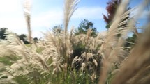 tufts of tall grasses blowing in the breeze 