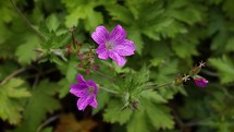 Purple Geranium Crane's Bill Flowers in the Wind with Hover Fly