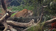 Lioness Eating Leaves in the Bush
