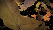 Autumn leaves falling animation with Alpha Channel. This animation is with transparent background so you can add your new background. Seamless looping 4k