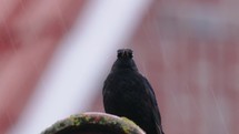 Common Blackbird (Turdus Merula) Perching And Calling Under The Rain - close up
