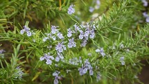 Lilac Rosemary Flowers and Green Leaves Blowing in the Wind