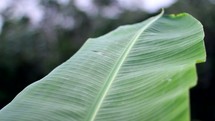 large banana leaf 