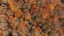 Orange Trees In Autumn In The Italian Mountains Overhead View