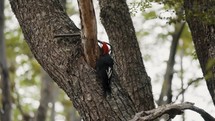 Magellanic Woodpecker Bird Pecking On Tree - Close Up Shot