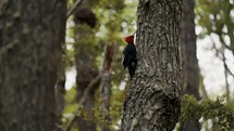 Magellanic Woodpecker Climbing On Trunk Of Tree In The Forest In Tierra de Fuego, Argentina. - close up shot