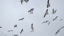 Seagulls flying in the air