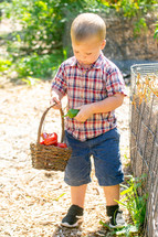 a toddler boy picking vegetables from the garden 