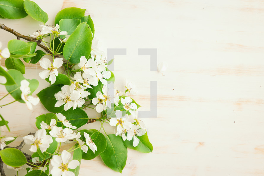 Branches with white blossoms and green leaves on a white background