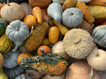 Fall Harvest Background with Colorful Varieties of Pumpkins, Squash and Gourds Laying in a Pile Shot from Directly Above, Autumn Stack of Vegetables with a Variety of Textures and Colors