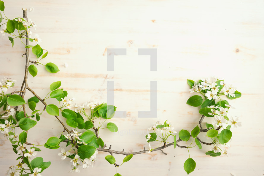 Branches with white blossoms and green leaves on a white background