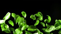  Basil leaves. Filmed is slow motion 1000 fps