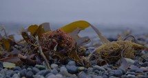 Kelp on a Rocky Beach
