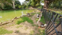 Ducks In Public Park Of Roma