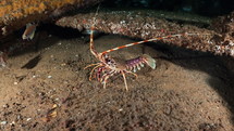 Atlantic Lobster in a wreckage - Atlantic France