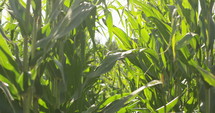 Corn stalks blowing in summer - slow motion