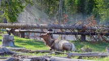 View of a young Elk bull resting in the woods of Yellowstone National Park Wyoming United States in slow motion
