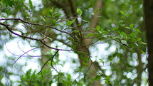 Twigs With Small Leaves In The Park. Selective Focus Shot