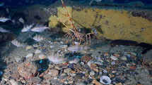 Atlantic Lobster in a wreckage - Atlantic France