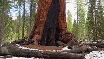 giant redwood tree 