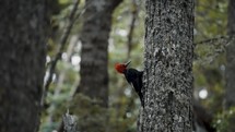 Magellanic Woodpecker Bird In The Woods, Tierra del Fuego, Argentina - Low Angle Shot