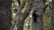 Male Magellanic Woodpecker Climbing On Tree Trunk In Tierra de Fuego, Argentina. - close up shot